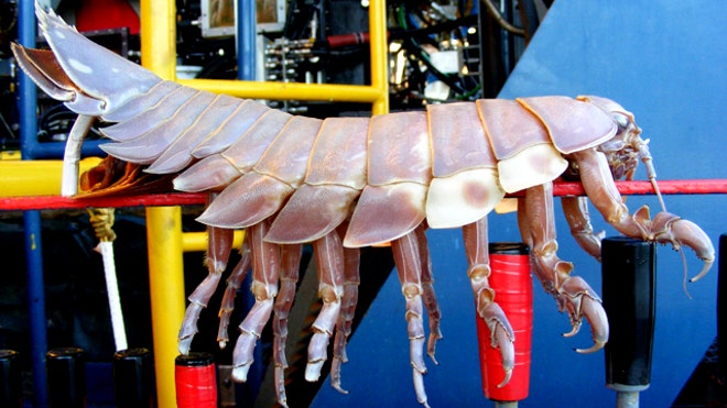 Side View of Giant Isopod